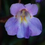 Primulina dryas Flower