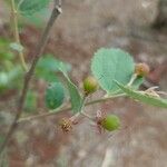 Grewia asiatica Fruit