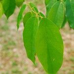 Bobgunnia fistuloides Hoja
