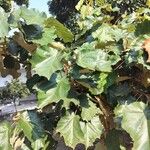 Pterospermum acerifolium Hoja