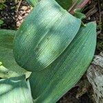 Allium karataviense Leaf