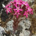 Pistorinia hispanica Leaf