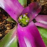 Neoregelia concentrica পাতা