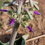 Ledebouria revoluta Цвят