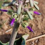 Ledebouria revoluta Flower