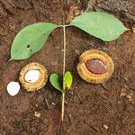 Irvingia excelsa Fruit