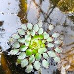 Ludwigia sedoides Leaf