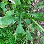 Ranunculus abortivus Feuille