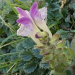 Scutellaria alpina Flower