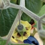 Physalis pubescens Flower