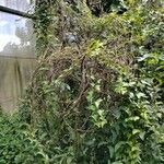 Passiflora biflora Habit