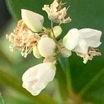 Fagopyrum esculentum Flower