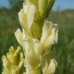 Astragalus asper Květ