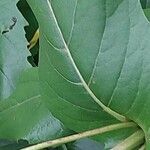 Silphium perfoliatum Leaf