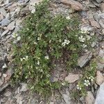 Cerastium alpinum 整株植物