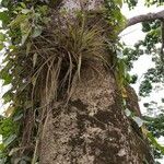 Tillandsia utriculata برگ