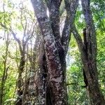 Anadenanthera colubrina പുറംതൊലി