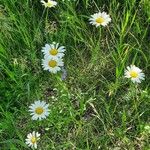 Leucanthemum vulgareKvět