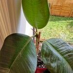 Ficus elastica Roxb. ex Hornem.পাতা