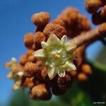 Alphitonia neocaledonica Flor
