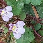 Cymbalaria muralisFlower