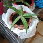 Aloe maculataList