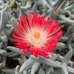 Astridia longifolia Flower