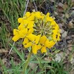 Erysimum capitatum Floare