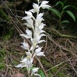 Cephalanthera austiniae Flower