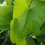 Tinospora cordifolia Leaf