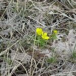 Ranunculus glaberrimus Hábitos