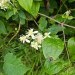 Clematis virginiana Kvet