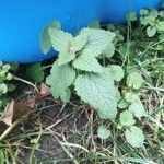 Lamium hybridumList