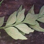 Asplenium hemitomum Hoja