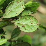 Celtis mildbraedii Blatt