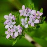 Valerianella dentata Çiçek