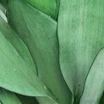 Sansevieria hyacinthoides Blad