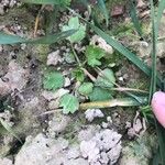 Ranunculus parviflorus Leaf