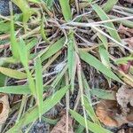 Eragrostis minor Jani