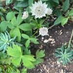 Astrantia major Blatt