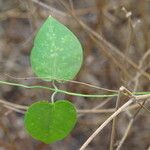 Leptadenia lanceolata 整株植物