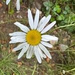 Tripleurospermum inodorum Flor