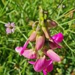 Lathyrus latifoliusKvět