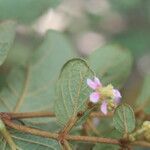 Heteropterys brachiata Blüte