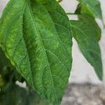 Acalypha australis Leaf