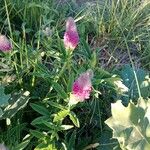 Trifolium rubens Květ