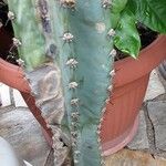 Cereus hildmannianus Casca