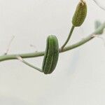 Aloe aristata Frucht