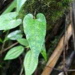 Piper borbonense Leaf