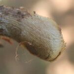 Schoenocaulon officinale Fruto